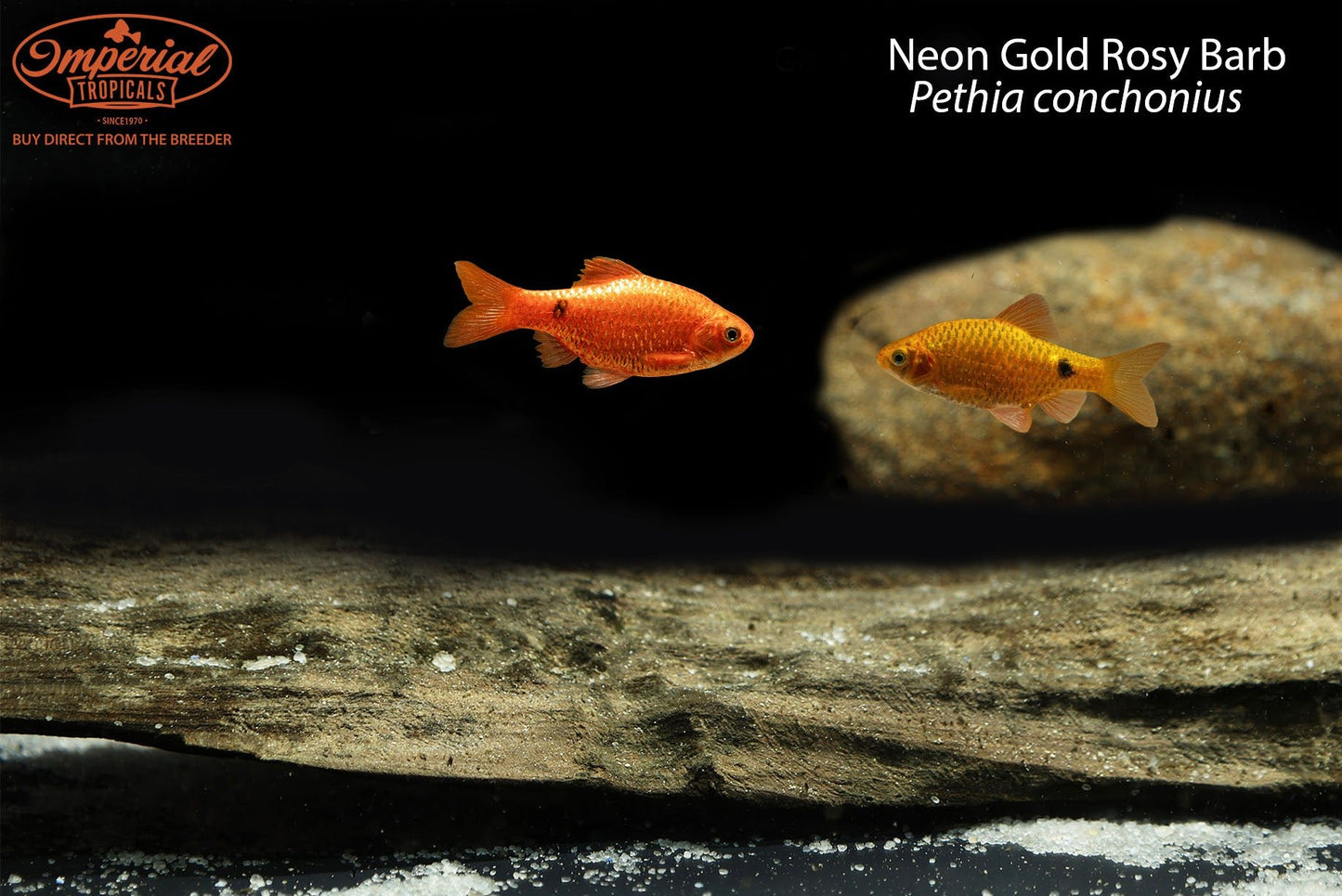 Neon Gold Rosy Barb