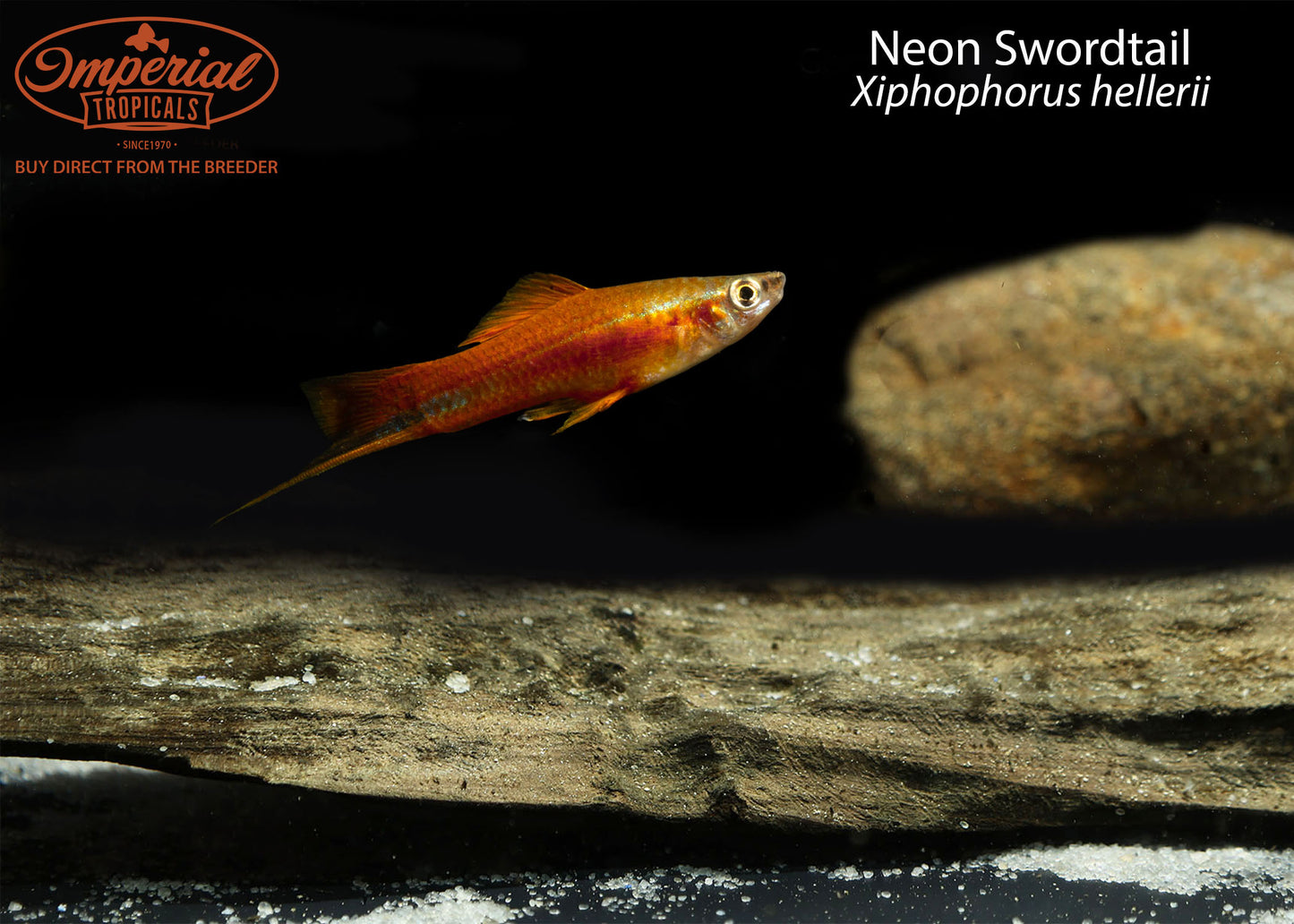 Neon Swordtail