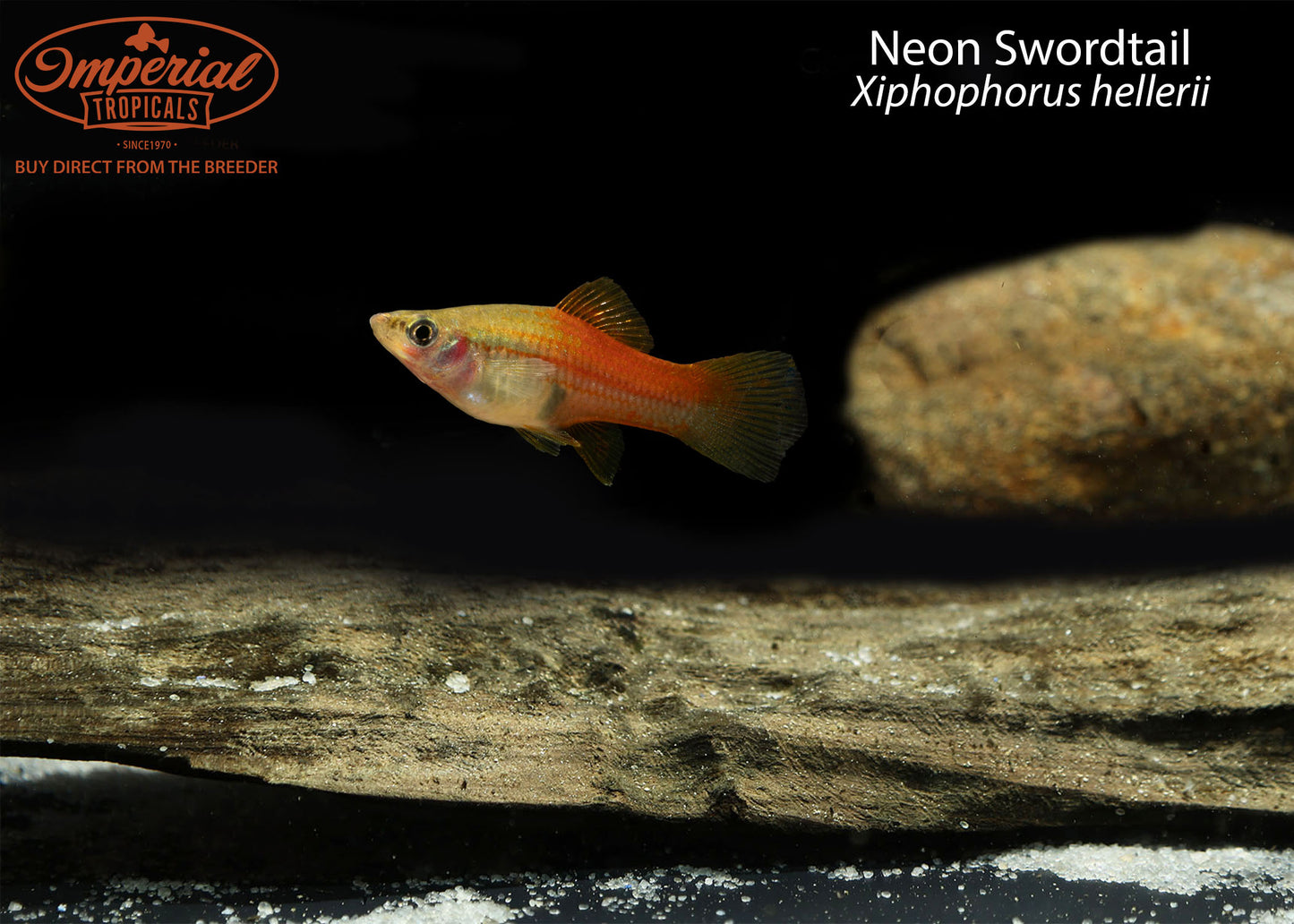 Neon Swordtail