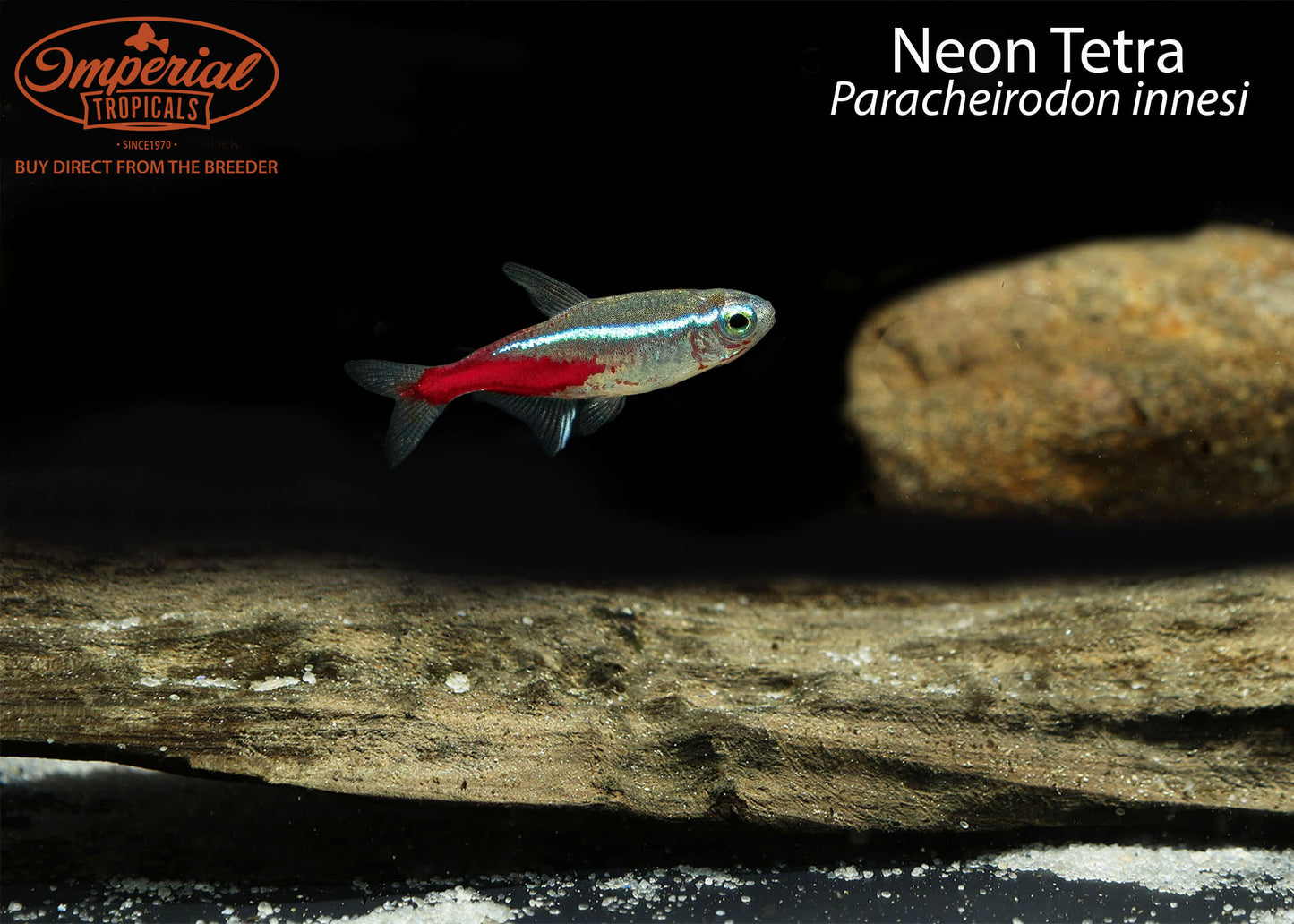 Neon Tetra