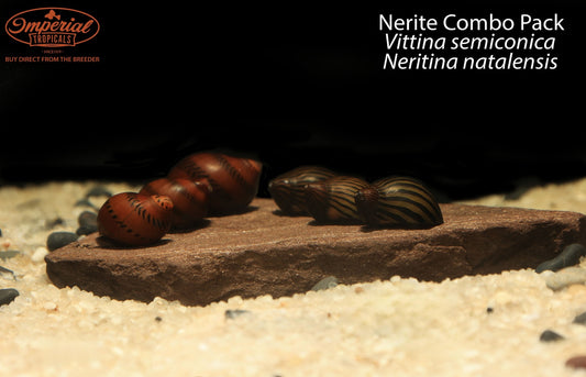 Nerite Combo Pack