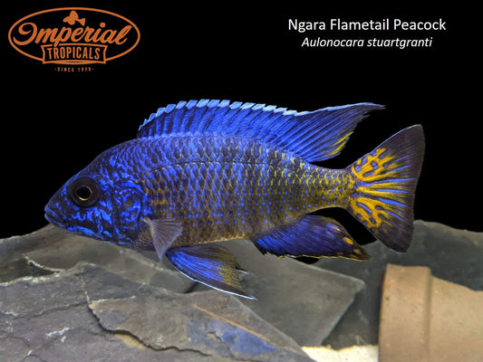 BOGO Ngara Flametail Peacock