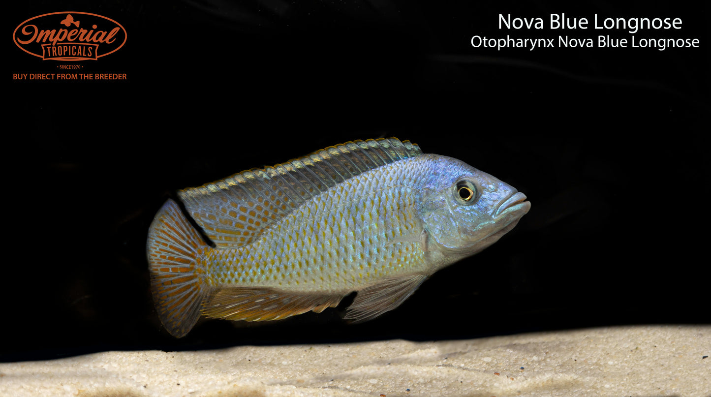 Nova Blue Longnose