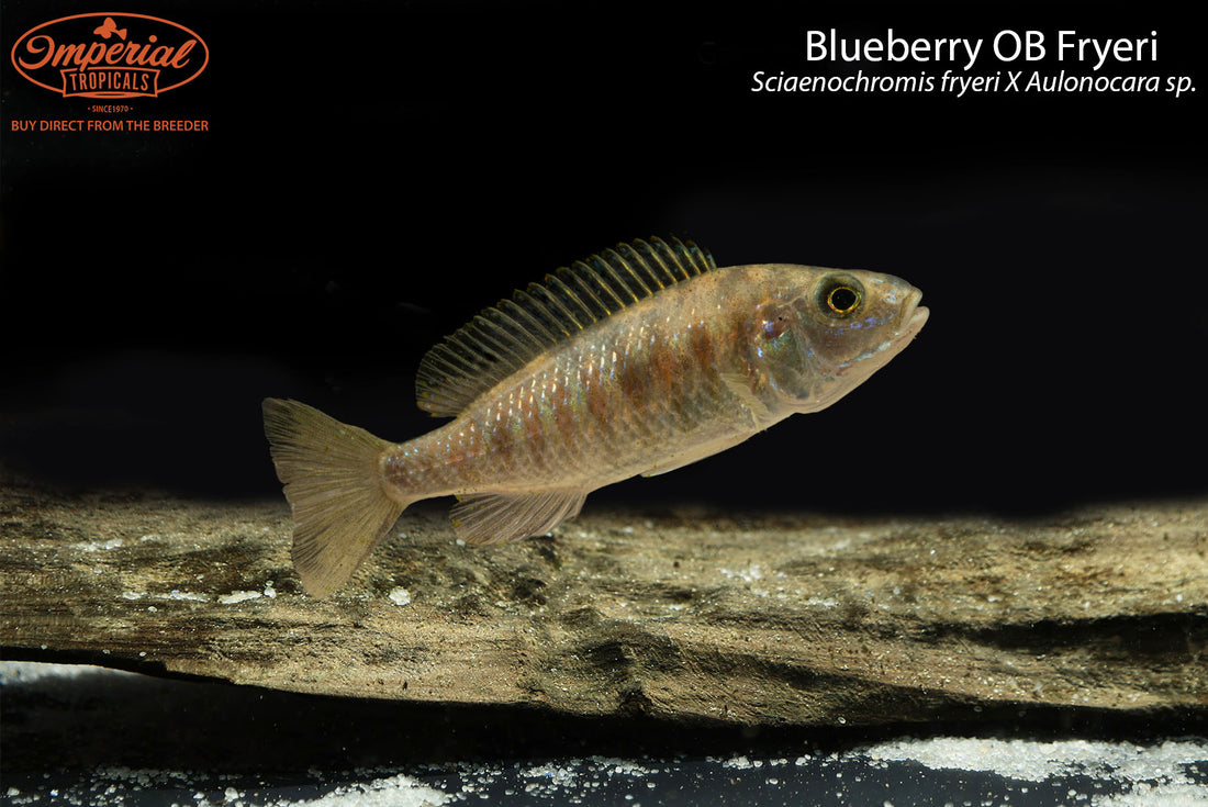 Blueberry OB Fryeri (Sciaenochromis fryeri X Aulonocara sp.) – Imperial ...