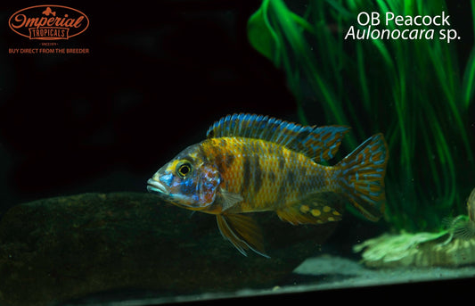 OB Peacock