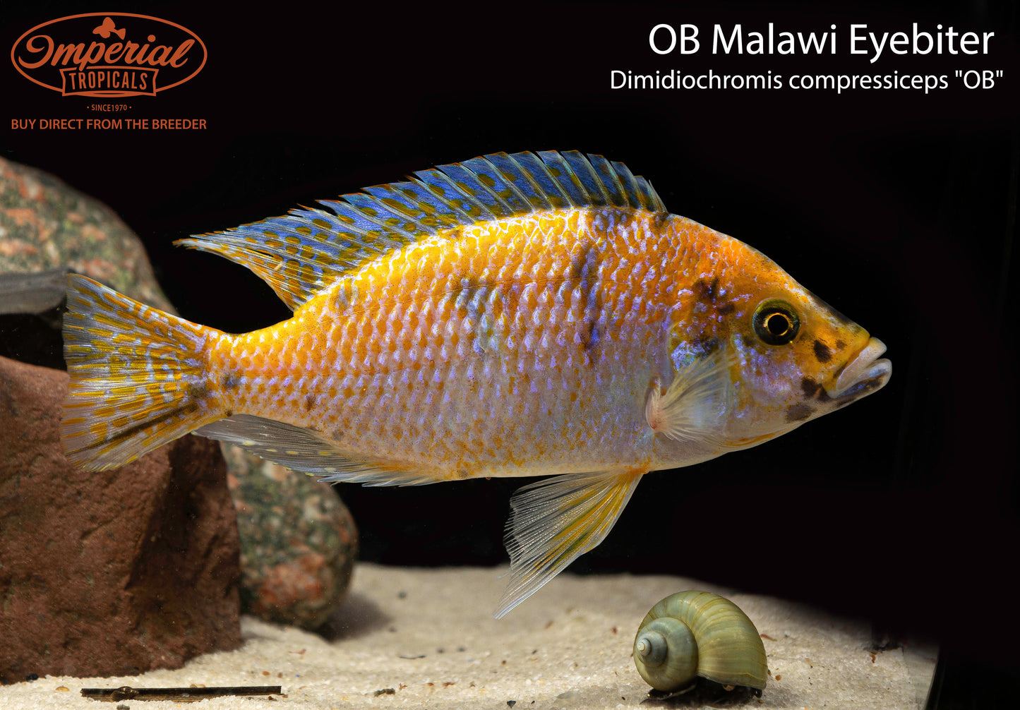 OB Malawi Eyebiter