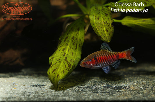 Odessa Barb