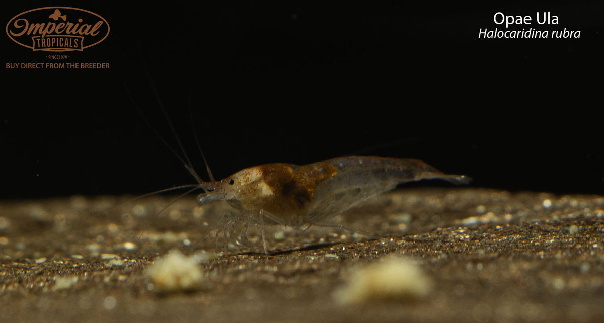 Ulae Fish Opae Ula Shrimp – Imperial Tropicals