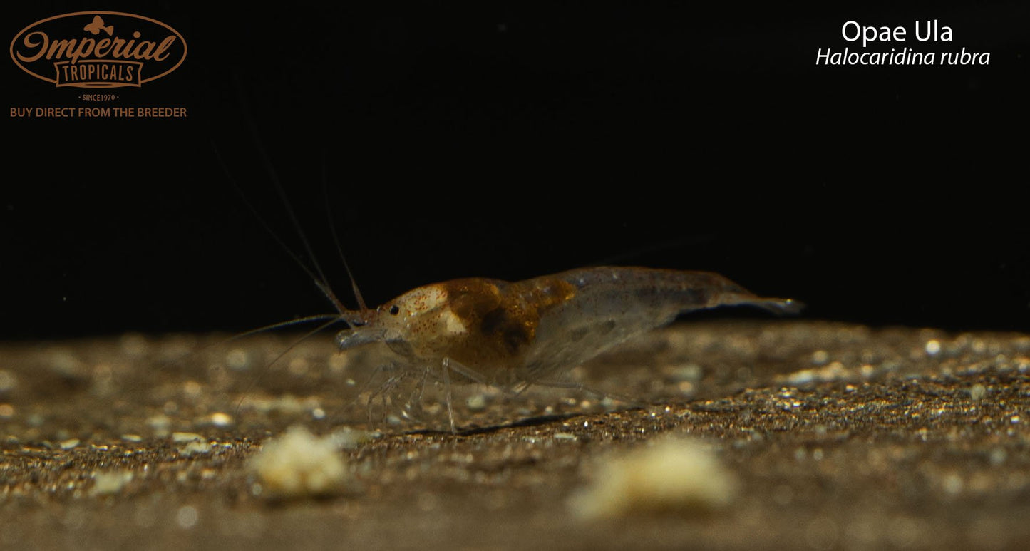 Opae Ula Shrimp