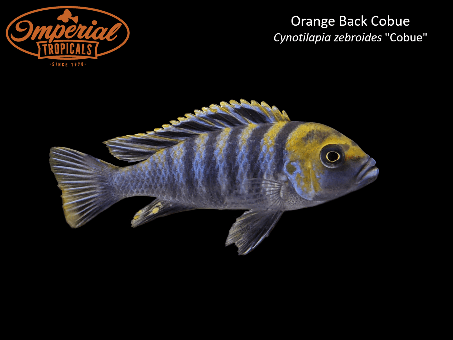 Orange Back Cobue