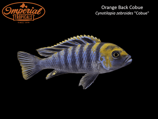 Orange Back Cobue