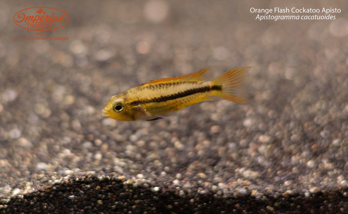 Orange Flash Cockatoo Apisto (Apistogramma cacatuoides)