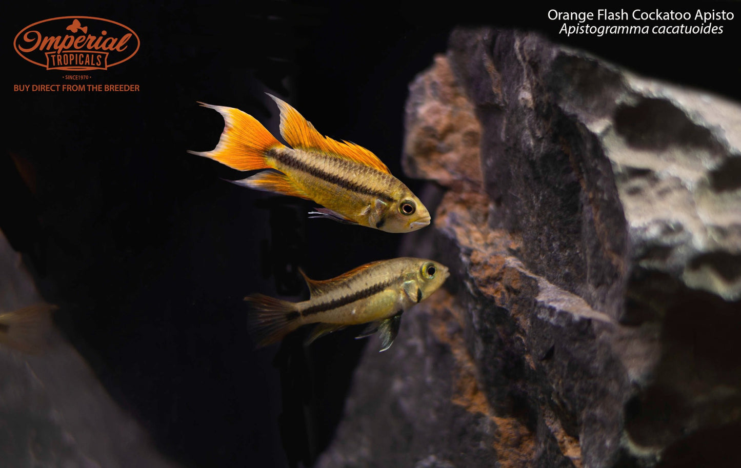 Orange Flash Cockatoo Apisto (Apistogramma cacatuoides)