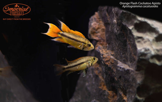 Orange Flash Cockatoo Apisto (Apistogramma cacatuoides)