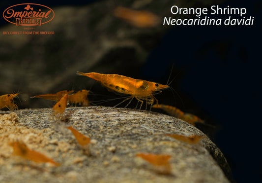 Orange Shrimp