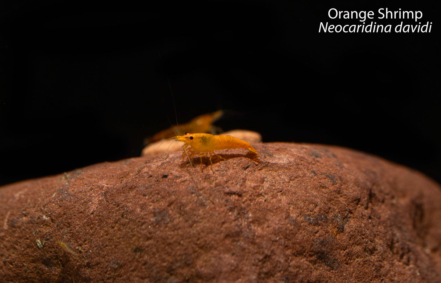 Orange Shrimp