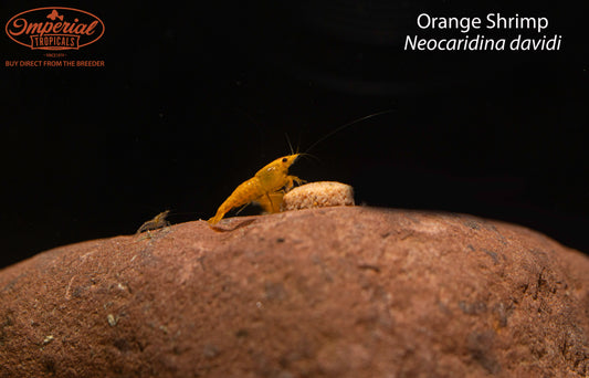 Orange Shrimp