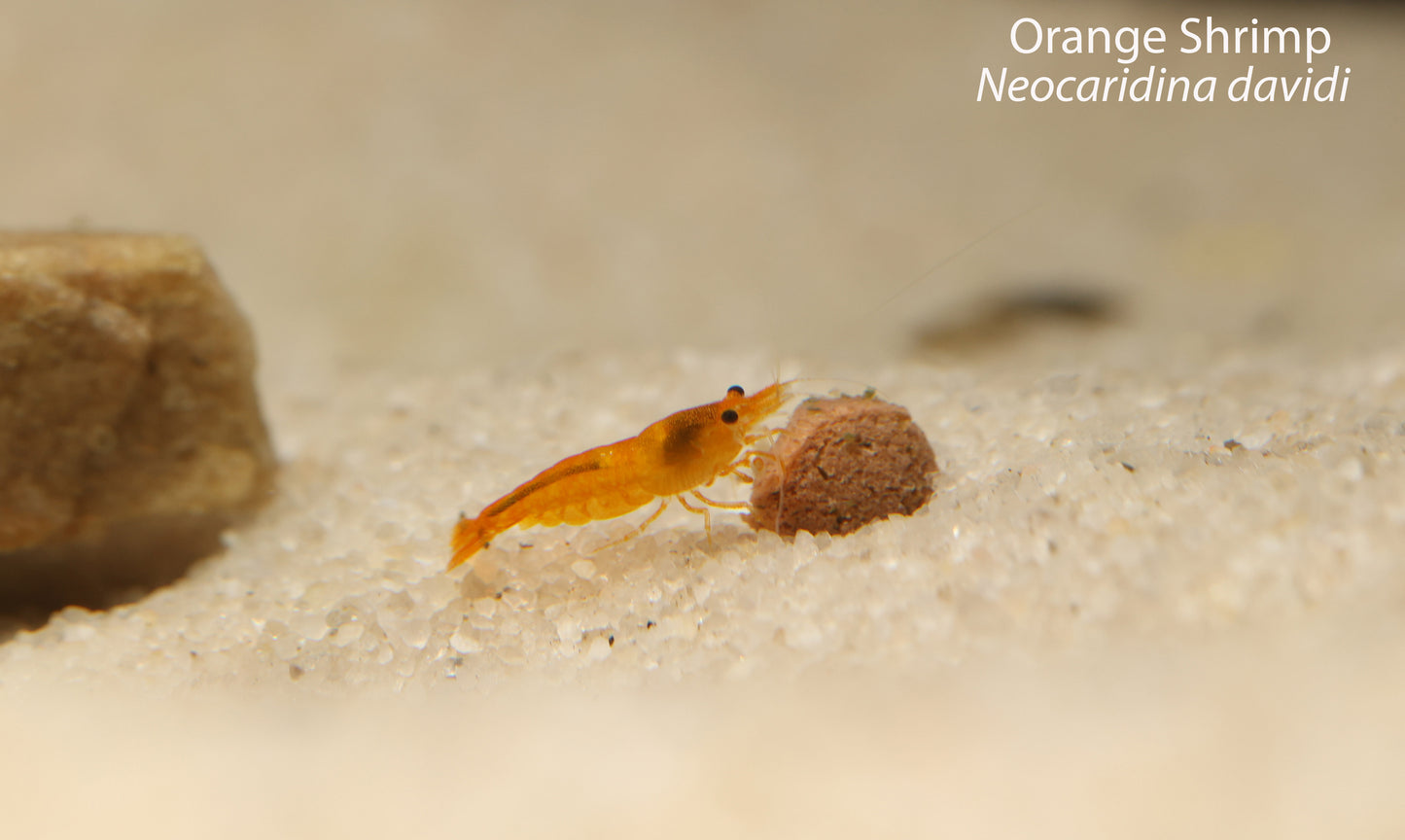 Orange Shrimp