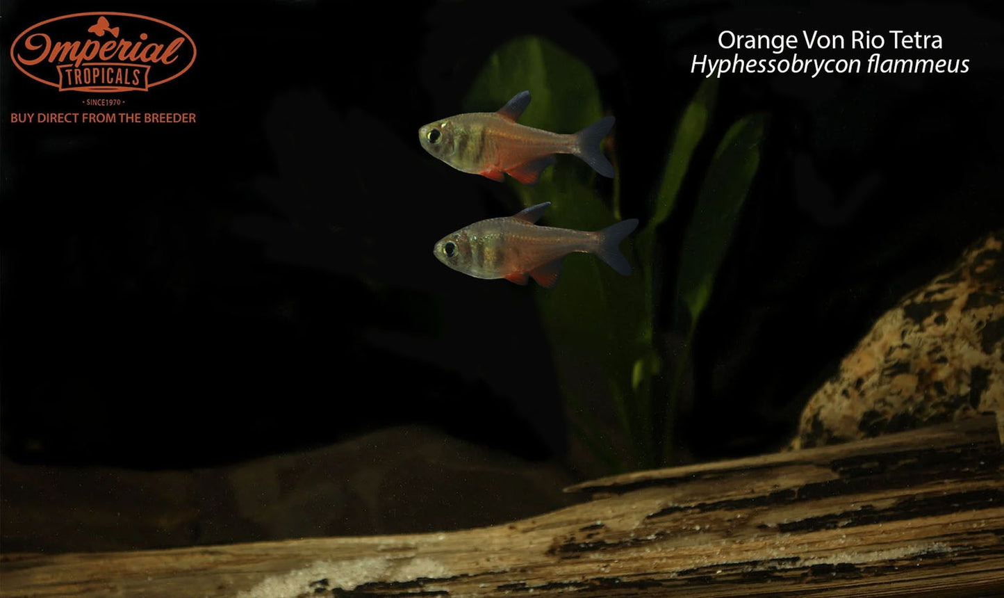 Orange Von Rio Tetra