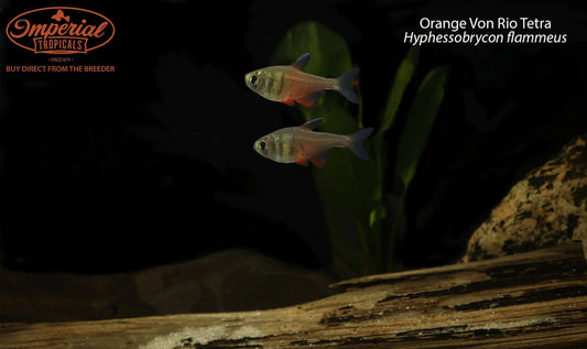 Orange Von Rio Tetra