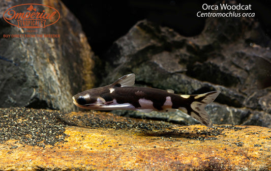 Orca Woodcat (Centromochlus orca)