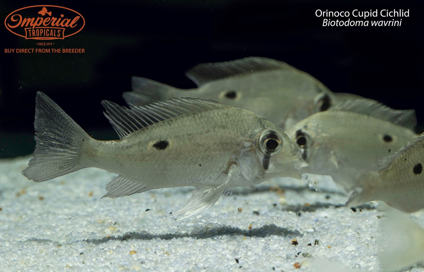 Orinoco Cupid Cichlid (Biotodoma wavrini)