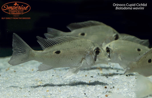 Orinoco Cupid Cichlid (Biotodoma wavrini)
