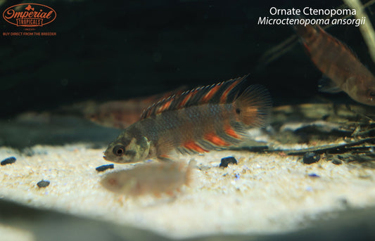 Ornate Ctenopoma (Microctenopoma ansorgii)