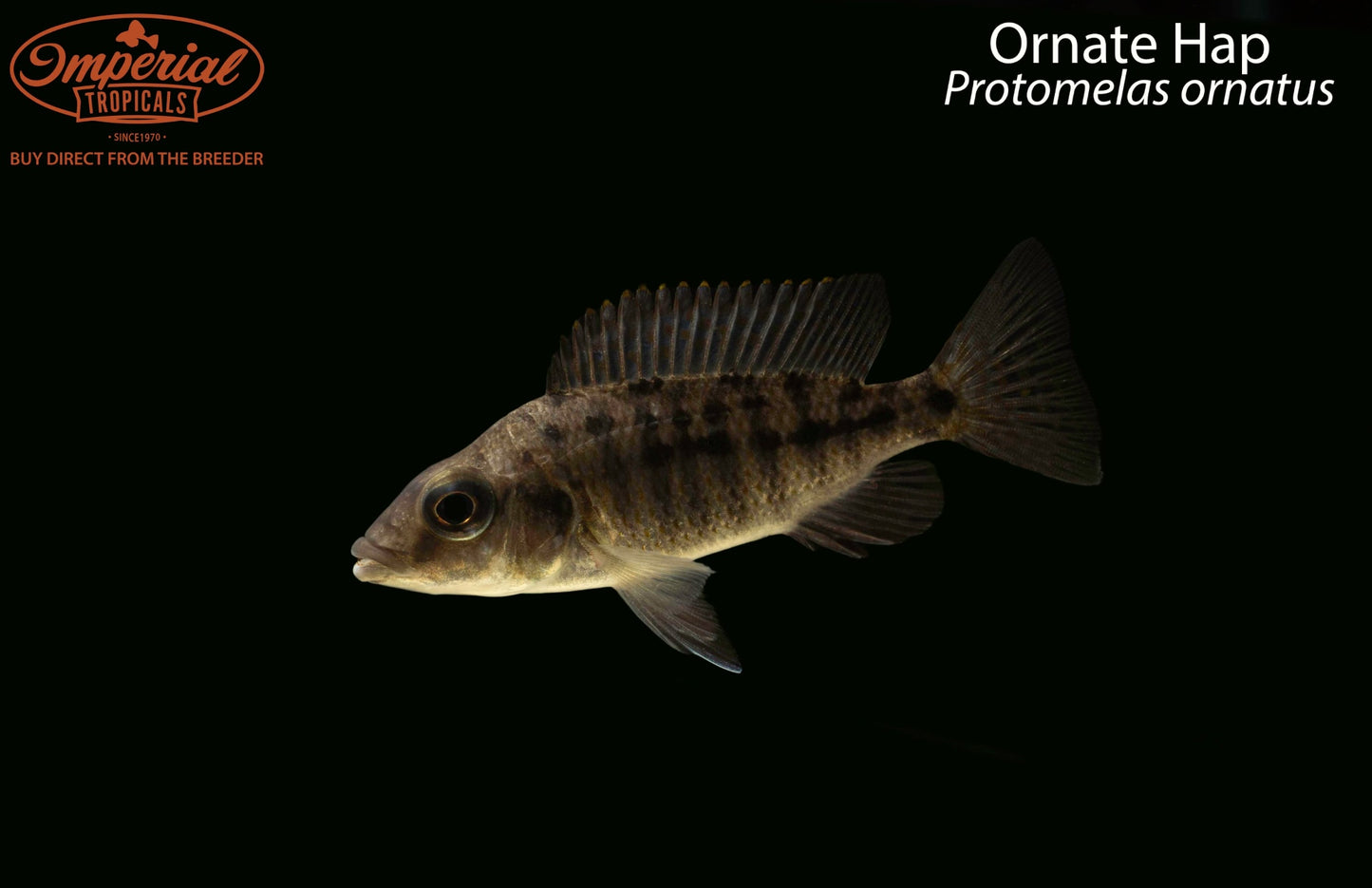 Ornate Hap (Protomelas ornatus)