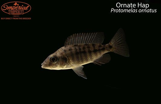 Ornate Hap (Protomelas ornatus)