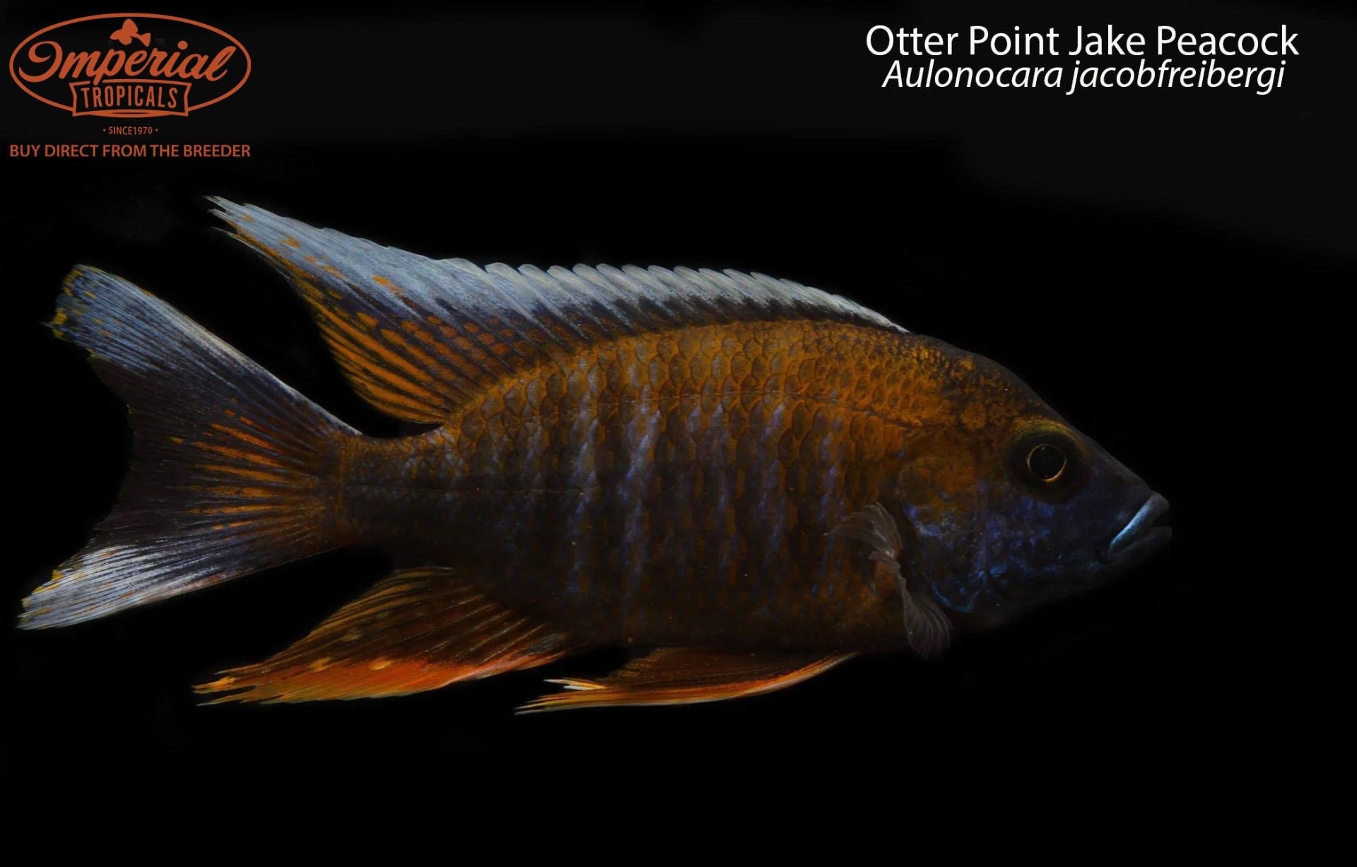 Otter Point Jake Peacock (Aulonocara jacobfreibergi) - shop Imperial ...
