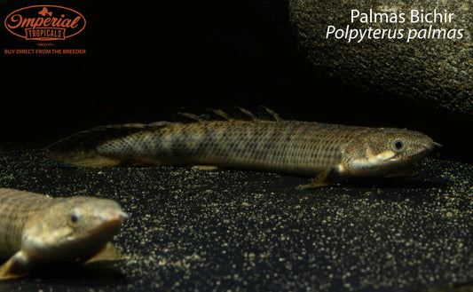 Palmas Bichir