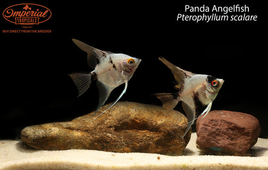 Panda Angelfish