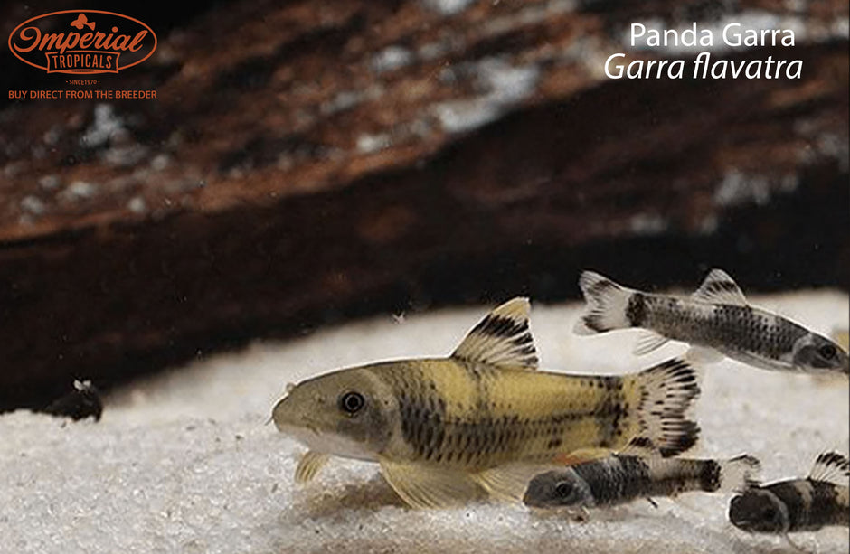 Loaches Imperial Tropicals loaches-imperial-tropicals