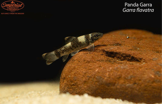 Panda Garra