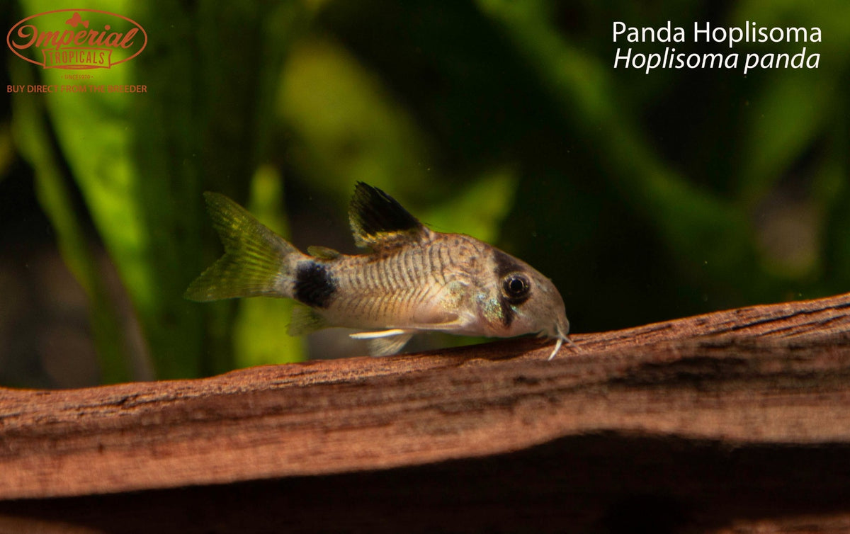 Panda Hoplisoma (Hoplisoma panda)
