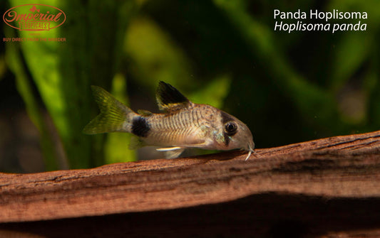 Panda Hoplisoma (Hoplisoma panda)