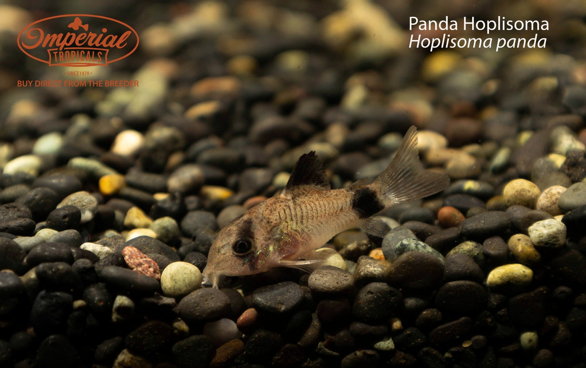 Panda Hoplisoma (Hoplisoma panda)
