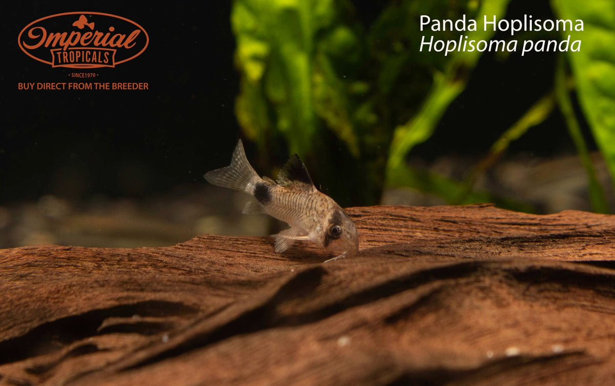 Panda Hoplisoma (Hoplisoma panda)