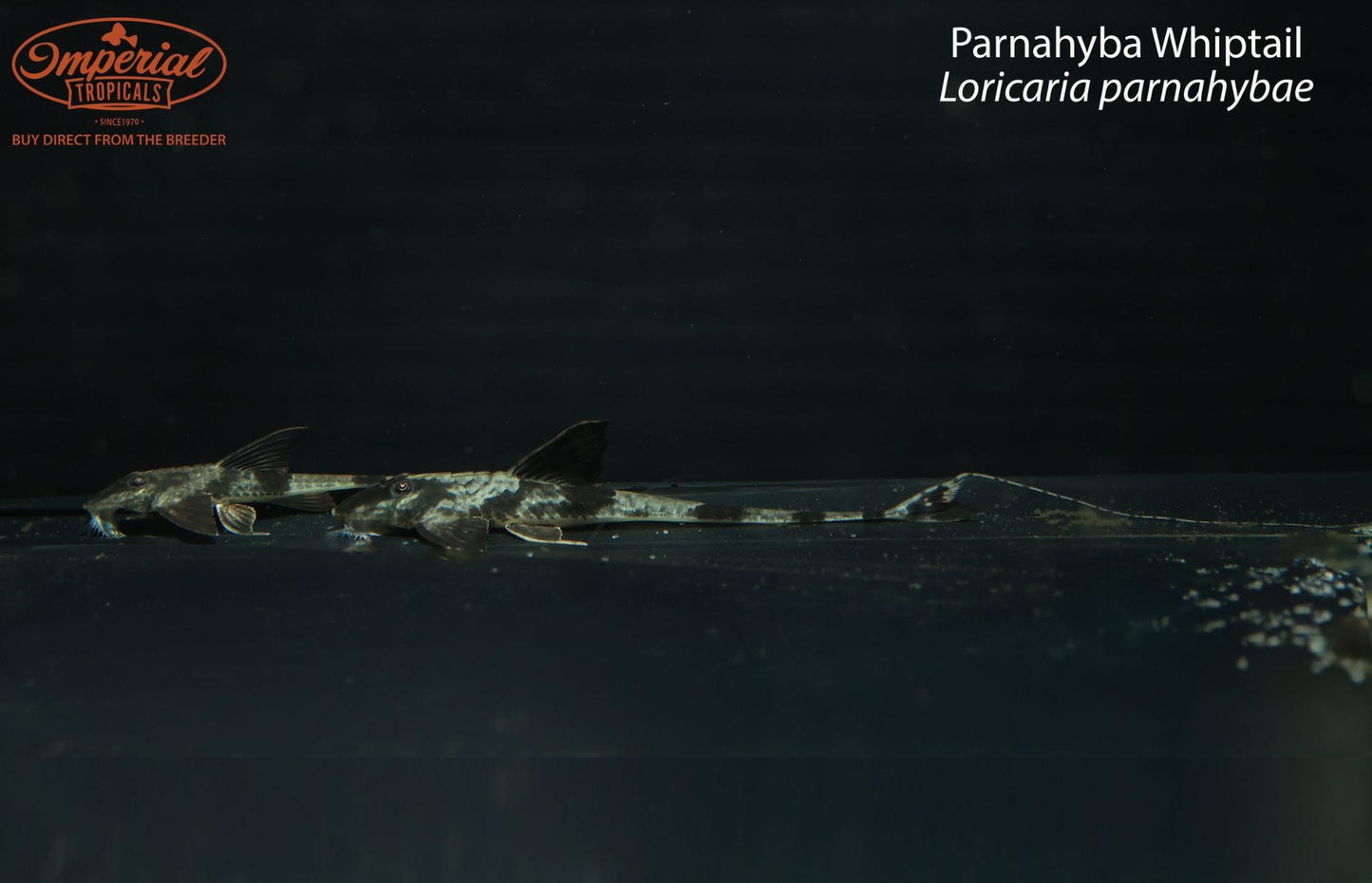 Parnahyba Whiptail (Loricaria parnahybae)