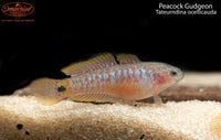 Peacock Gudgeon (Tateurndina ocellicauda) - shop Imperial Tropicals