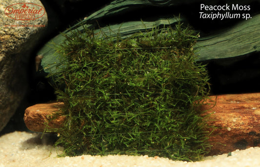 Peacock Moss (Taxiphyllum sp.)