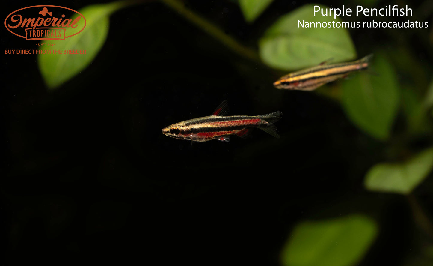 Purple Pencilfish