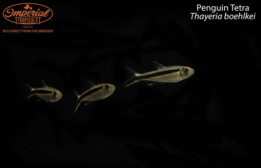 BOGO Penguin Tetra