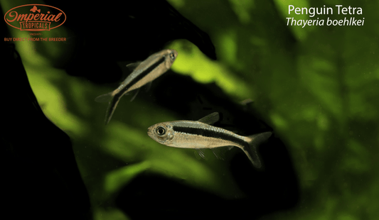 Penguin Tetra
