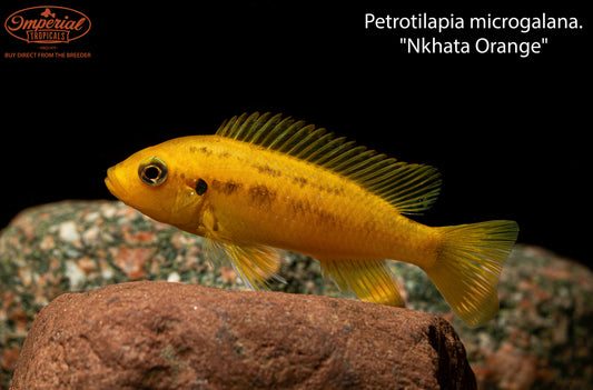 Petrotilapia microgalana. "Nkhata Orange"