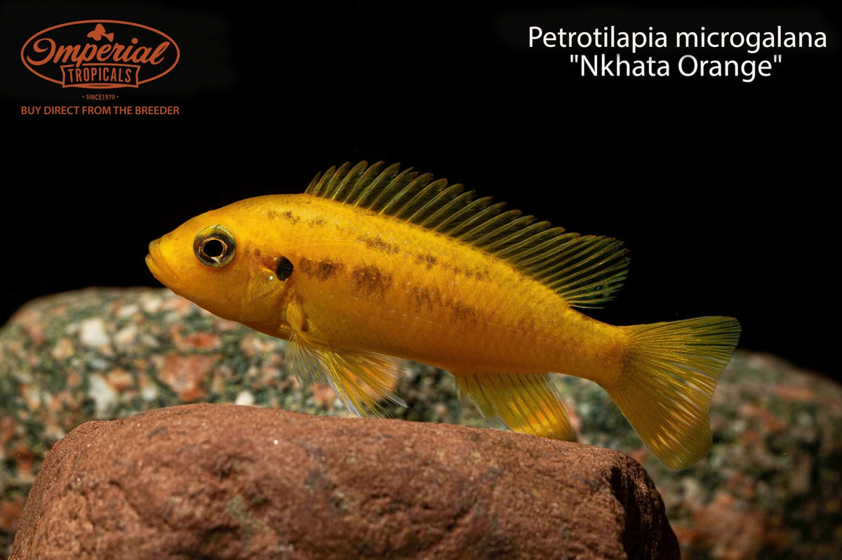 Petrotilapia microgalana "Nkhata Orange"