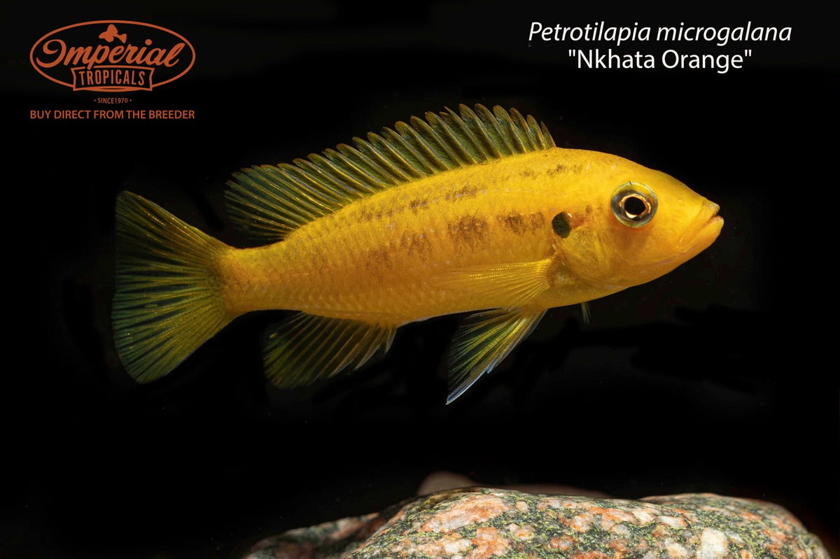 Petrotilapia microgalana "Nkhata Orange"