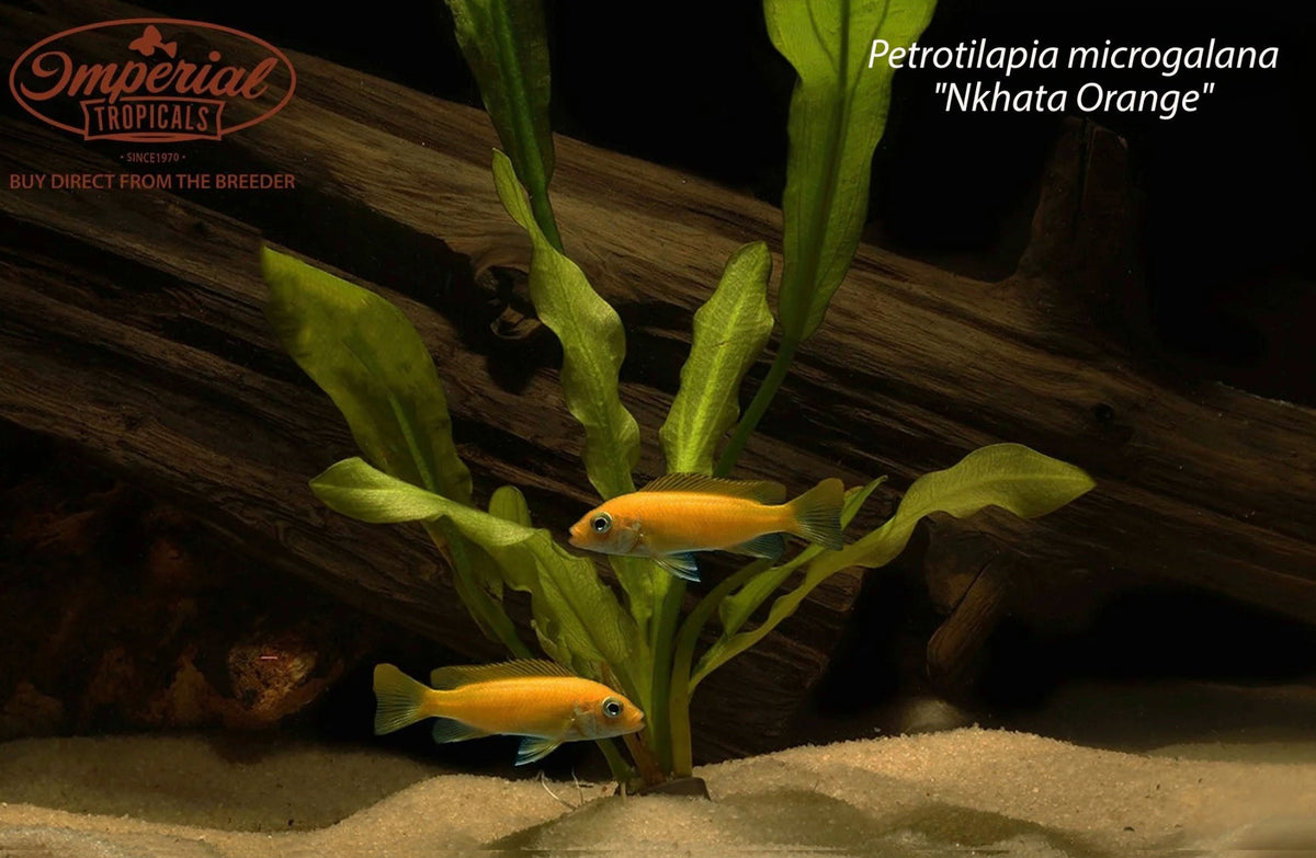 Petrotilapia microgalana "Nkhata Orange"