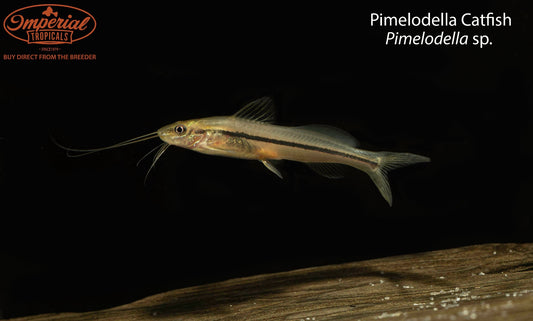 Pimelodella Catfish